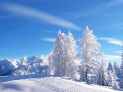 Tapeta Nature trees with snow 012.jpg